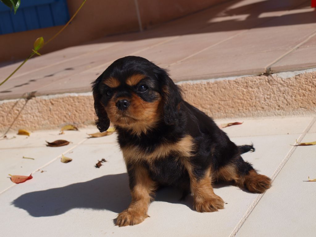 des brandes de beaulieu - VVILLIAM PRINCE-OF-WALLES est disponible