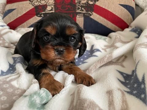 des brandes de beaulieu - Chiot disponible  - Cavalier King Charles Spaniel