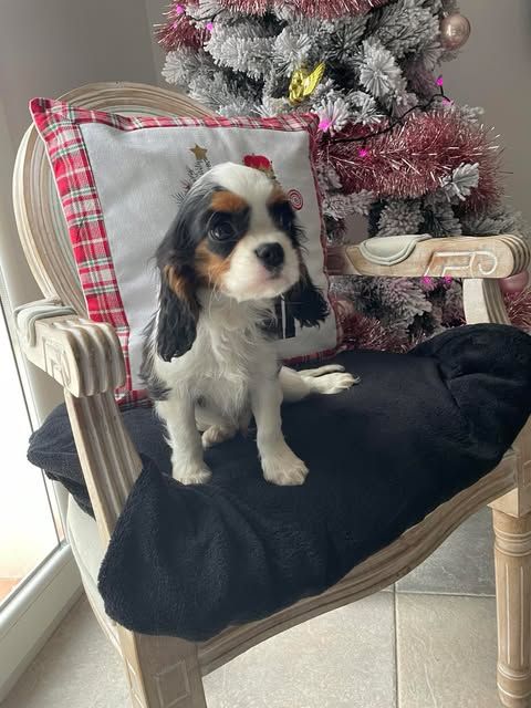 des brandes de beaulieu - Chiot disponible  - Cavalier King Charles Spaniel