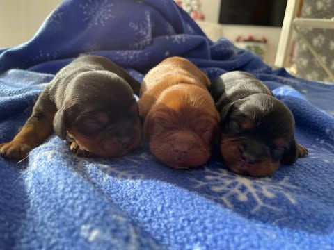 chiot Cavalier King Charles Spaniel des brandes de beaulieu