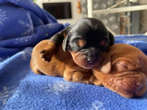 des brandes de beaulieu - Chiot disponible  - Cavalier King Charles Spaniel