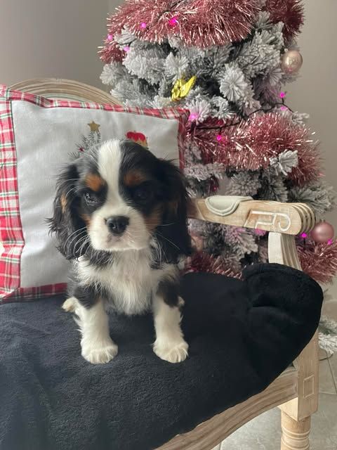 des brandes de beaulieu - Chiot disponible  - Cavalier King Charles Spaniel