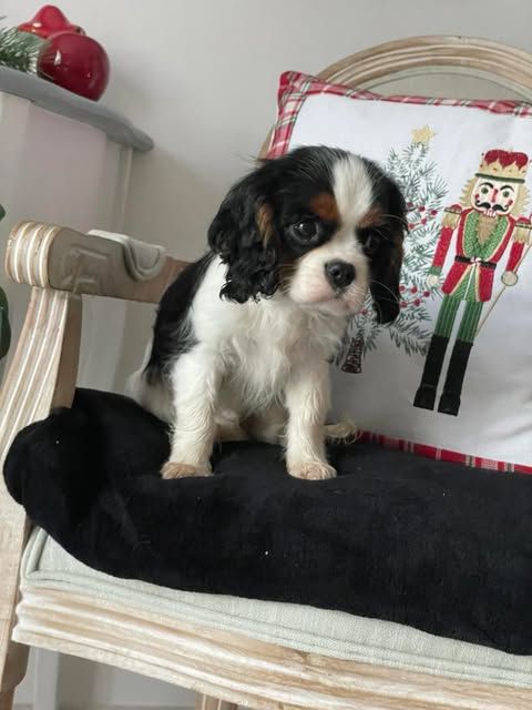 chiot Cavalier King Charles Spaniel des brandes de beaulieu