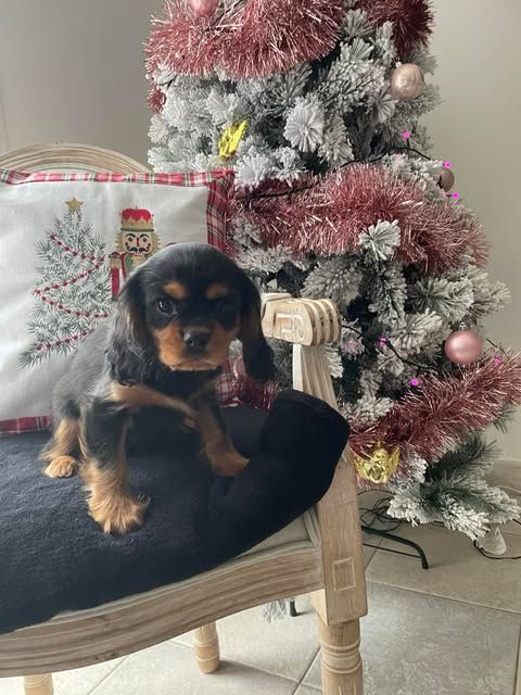 des brandes de beaulieu - Chiot disponible  - Cavalier King Charles Spaniel