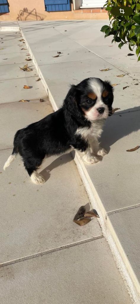 des brandes de beaulieu - Chiot disponible  - Cavalier King Charles Spaniel