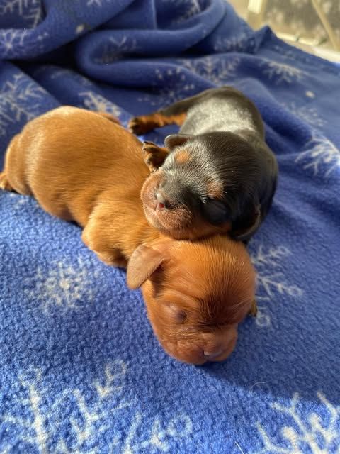 des brandes de beaulieu - Chiot disponible  - Cavalier King Charles Spaniel