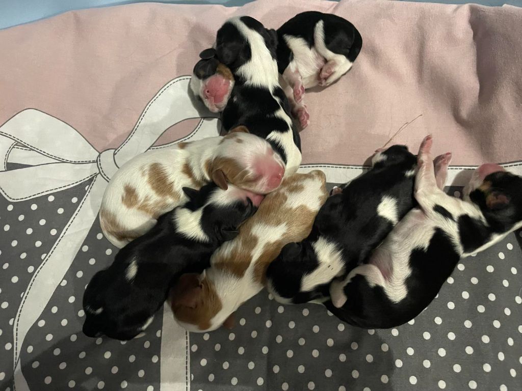 chiot Cavalier King Charles Spaniel des brandes de beaulieu