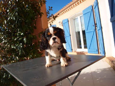 des brandes de beaulieu - Cavalier King Charles Spaniel - Portée née le 18/09/2024