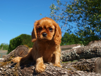 des brandes de beaulieu - Cavalier King Charles Spaniel - Portée née le 17/03/2024