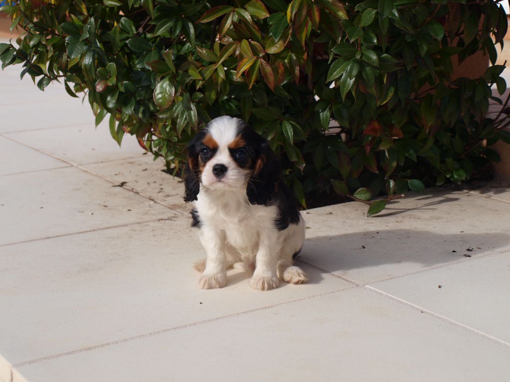 des brandes de beaulieu - Chiot disponible  - Cavalier King Charles Spaniel