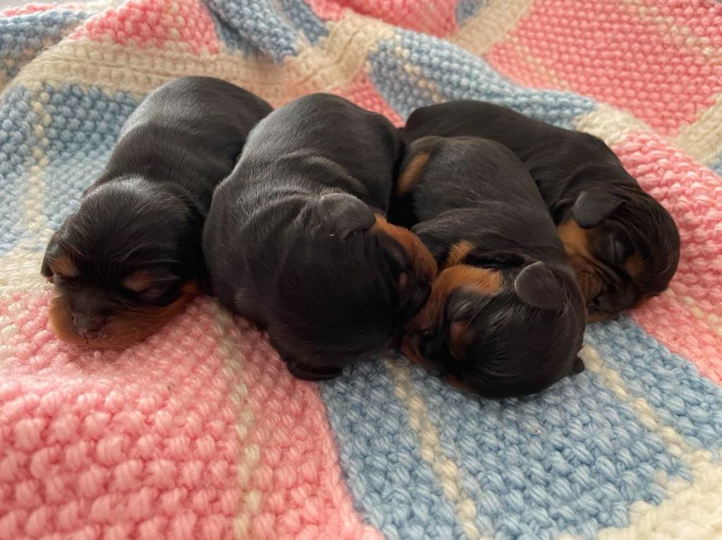 chiot Cavalier King Charles Spaniel des brandes de beaulieu