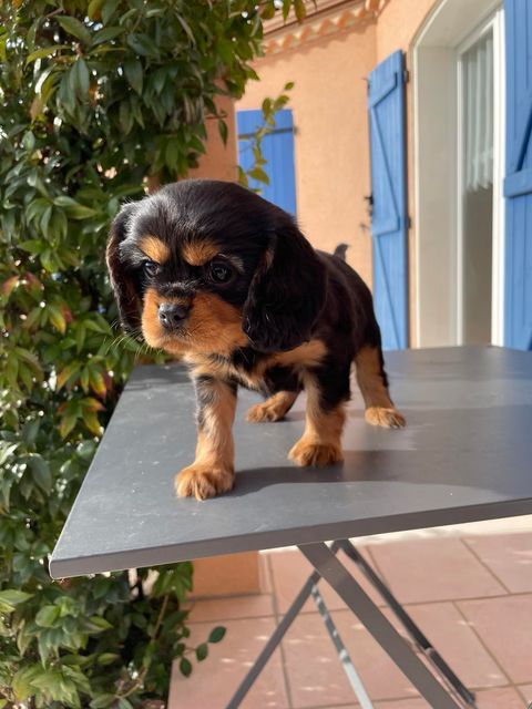 des brandes de beaulieu - Chiot disponible  - Cavalier King Charles Spaniel