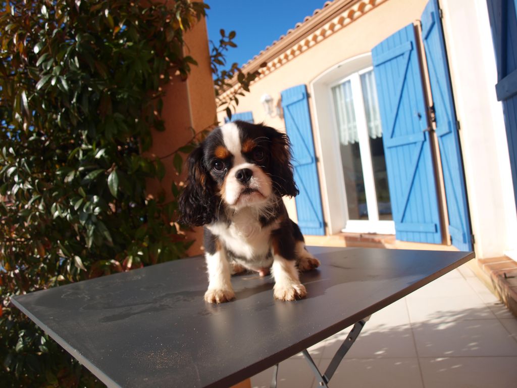 chiot Cavalier King Charles Spaniel des brandes de beaulieu