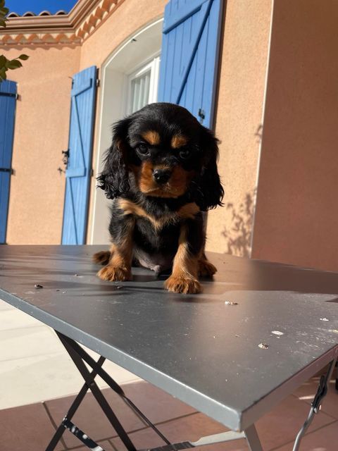 des brandes de beaulieu - Chiot disponible  - Cavalier King Charles Spaniel