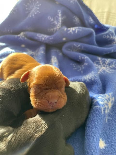 des brandes de beaulieu - Chiot disponible  - Cavalier King Charles Spaniel