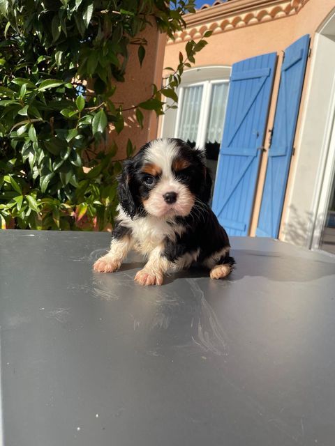 des brandes de beaulieu - Chiot disponible  - Cavalier King Charles Spaniel