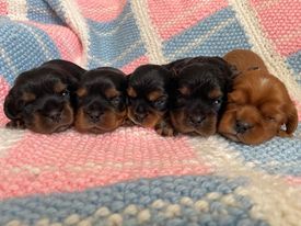 chiot Cavalier King Charles Spaniel des brandes de beaulieu