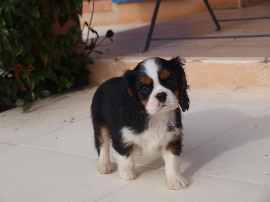 des brandes de beaulieu - Chiot disponible  - Cavalier King Charles Spaniel