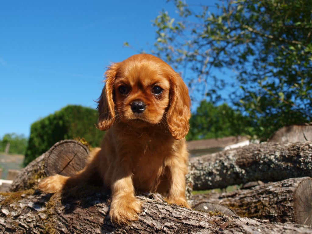 chiot Cavalier King Charles Spaniel des brandes de beaulieu