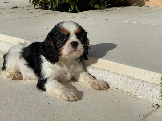 des brandes de beaulieu - Chiot disponible  - Cavalier King Charles Spaniel