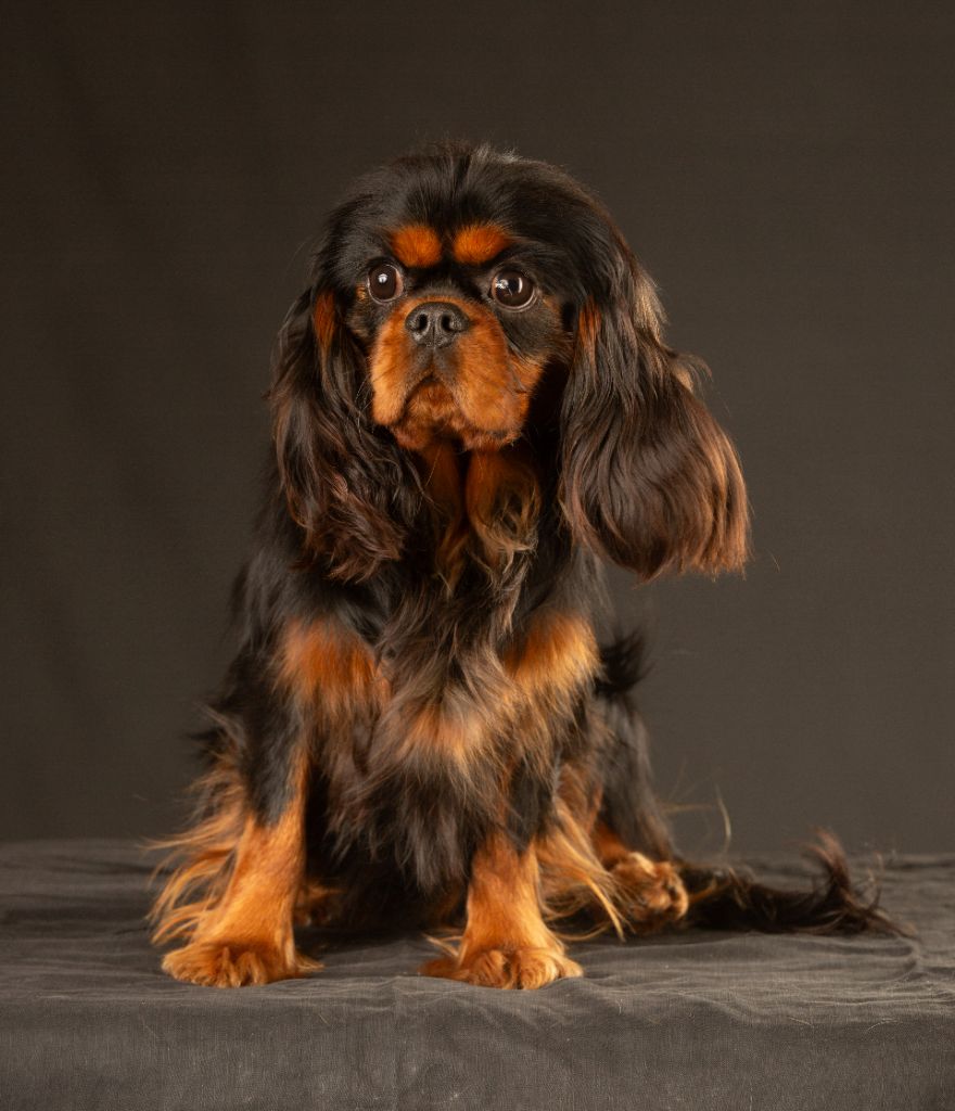 Ugo boss Du Castel Des Petits Coeurs
