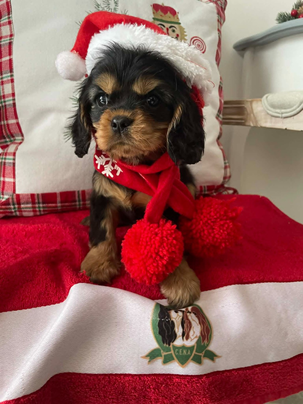 des brandes de beaulieu - AUGUSTINE est disponible