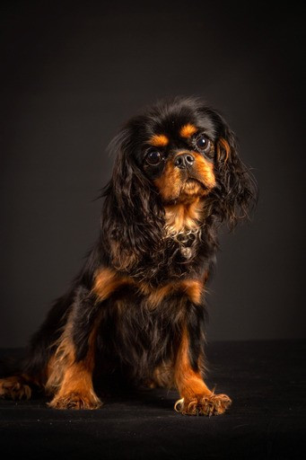 FEMELLES STERILISEES DISPONIBLES pour 2026