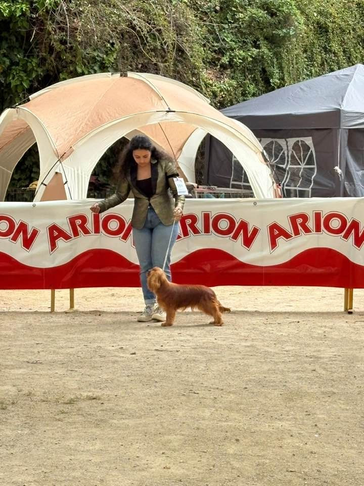 des brandes de beaulieu - EXPOSITION INTERNATIONALE DE VALENCIA 11 et 12 AVRIL 2026