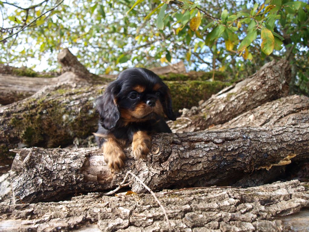 des brandes de beaulieu - ANOTHER BLACK FLOWER est disponible
