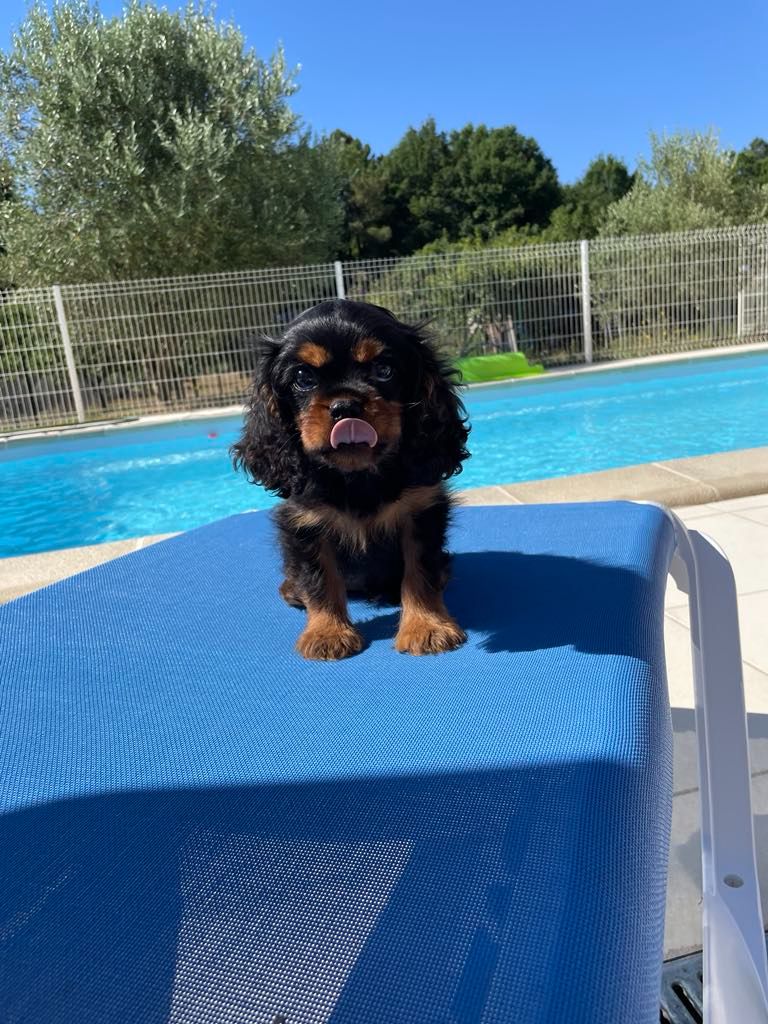 des brandes de beaulieu - Chiots disponibles - Cavalier King Charles Spaniel