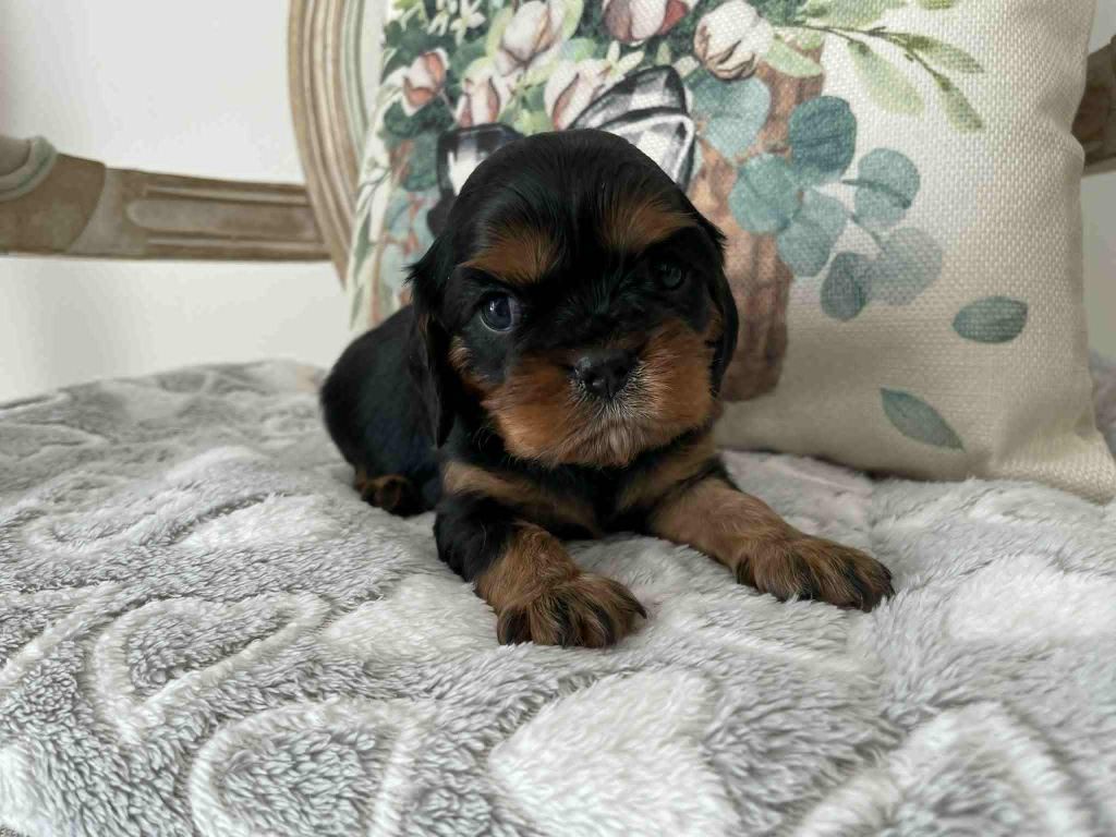 des brandes de beaulieu - Chiots disponibles - Cavalier King Charles Spaniel