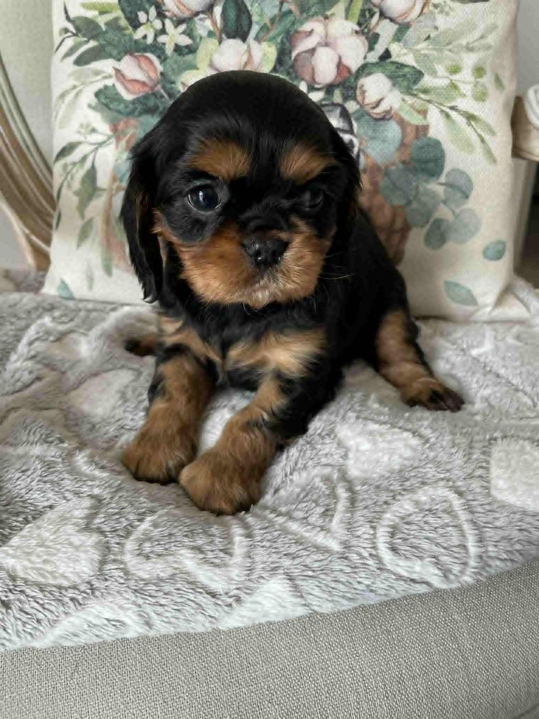 des brandes de beaulieu - Chiots disponibles - Cavalier King Charles Spaniel
