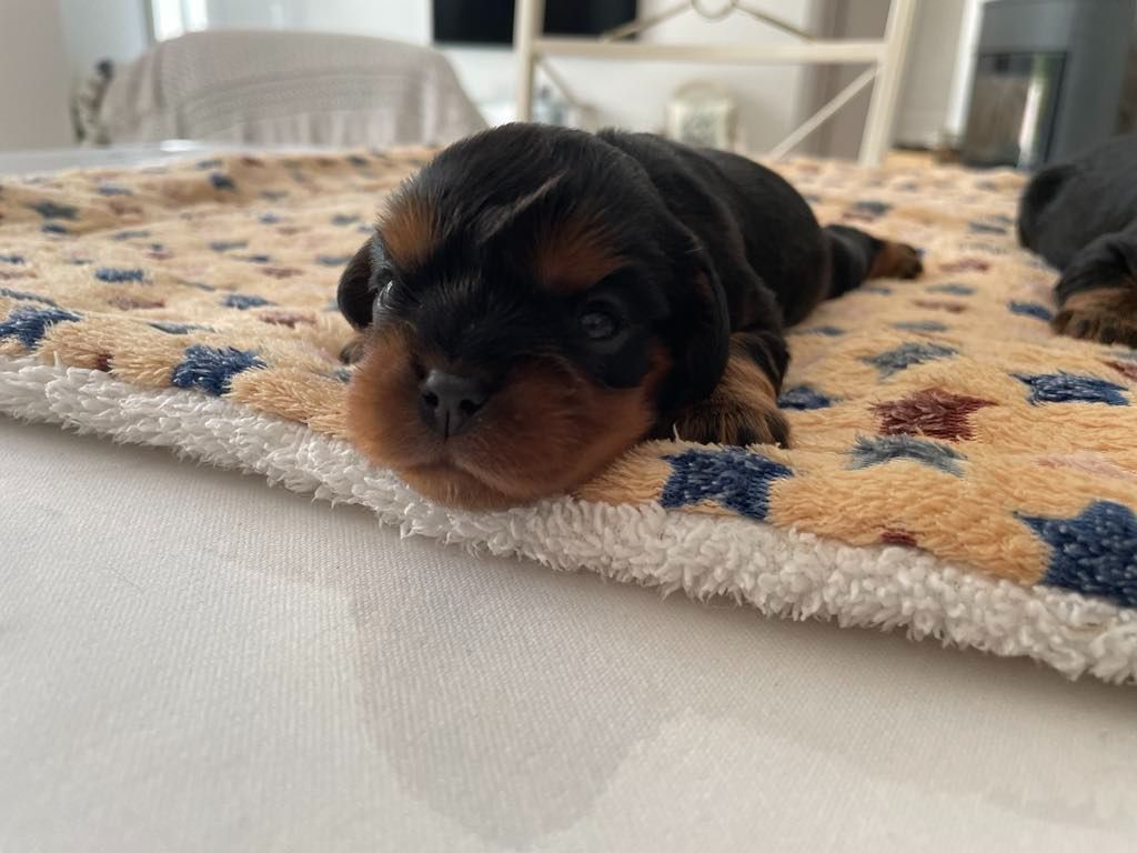 des brandes de beaulieu - Chiots disponibles - Cavalier King Charles Spaniel