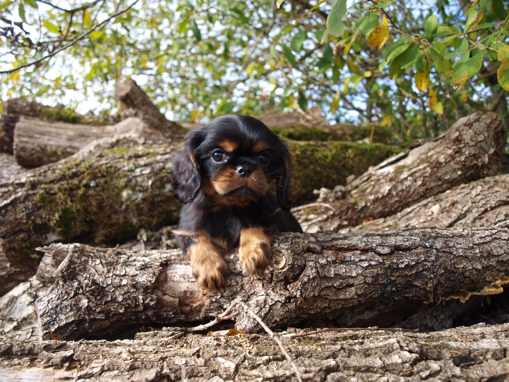 des brandes de beaulieu - Chiots disponibles - Cavalier King Charles Spaniel