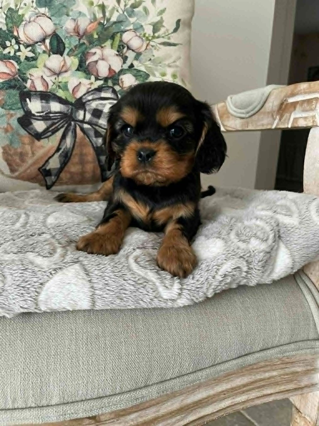 des brandes de beaulieu - Chiots disponibles - Cavalier King Charles Spaniel
