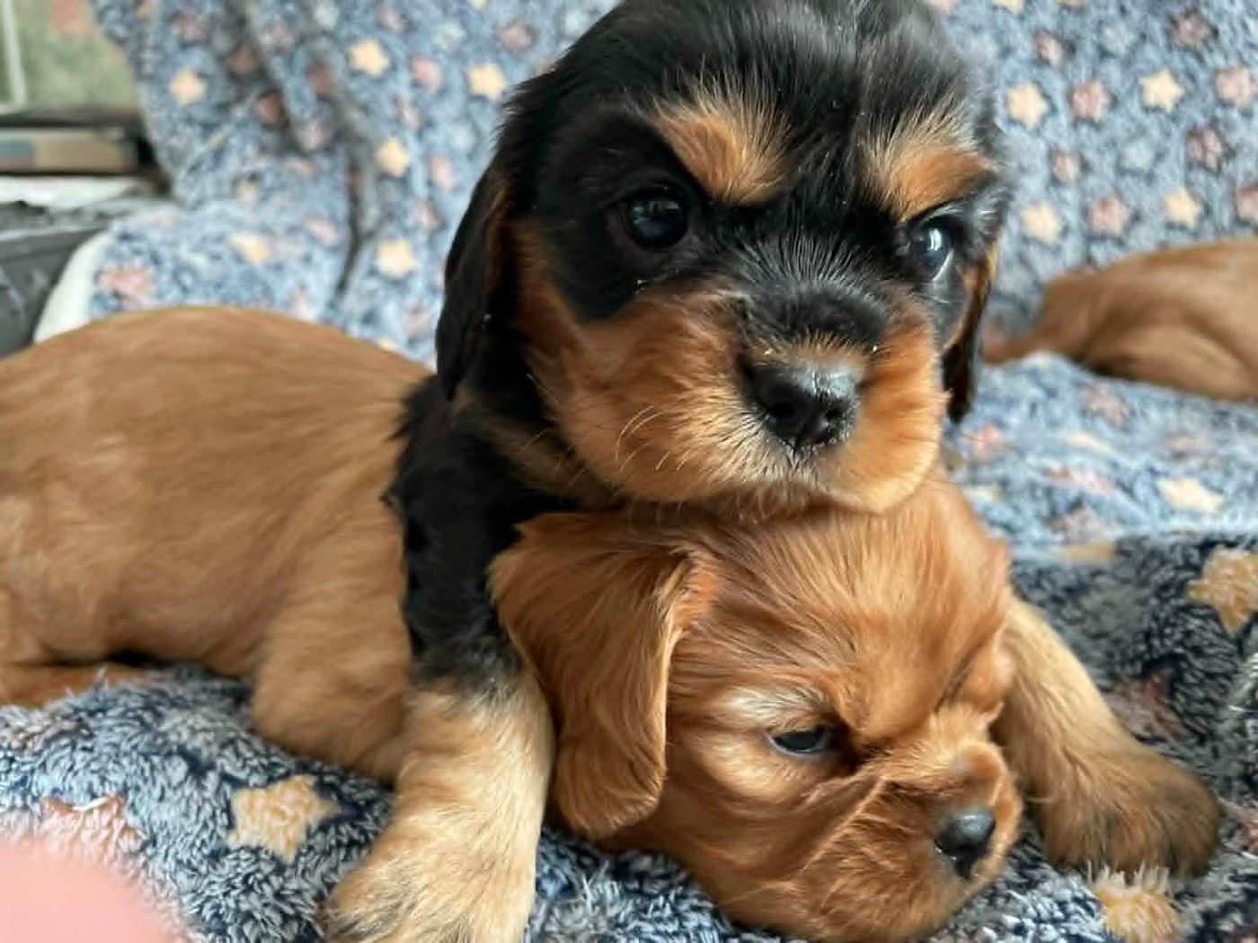 des brandes de beaulieu - Chiots disponibles - Cavalier King Charles Spaniel
