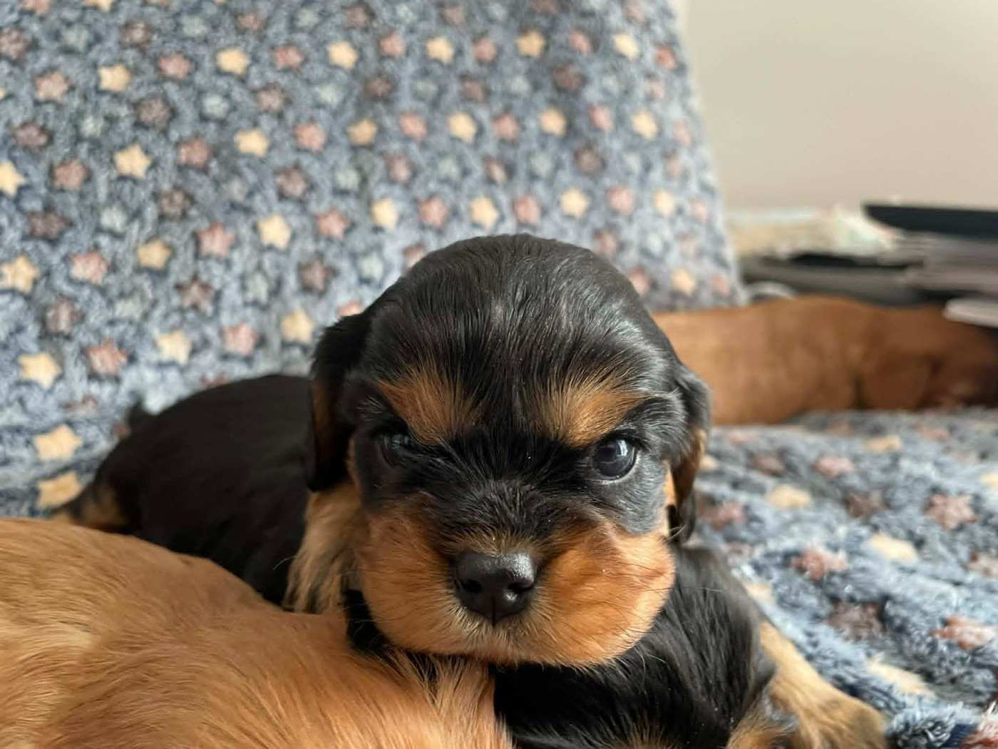 des brandes de beaulieu - Chiots disponibles - Cavalier King Charles Spaniel