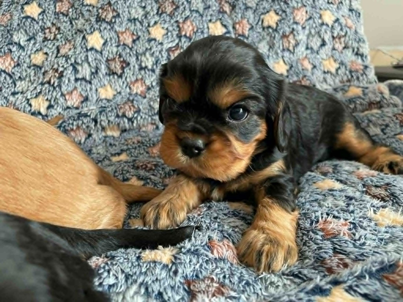 des brandes de beaulieu - Chiots disponibles - Cavalier King Charles Spaniel