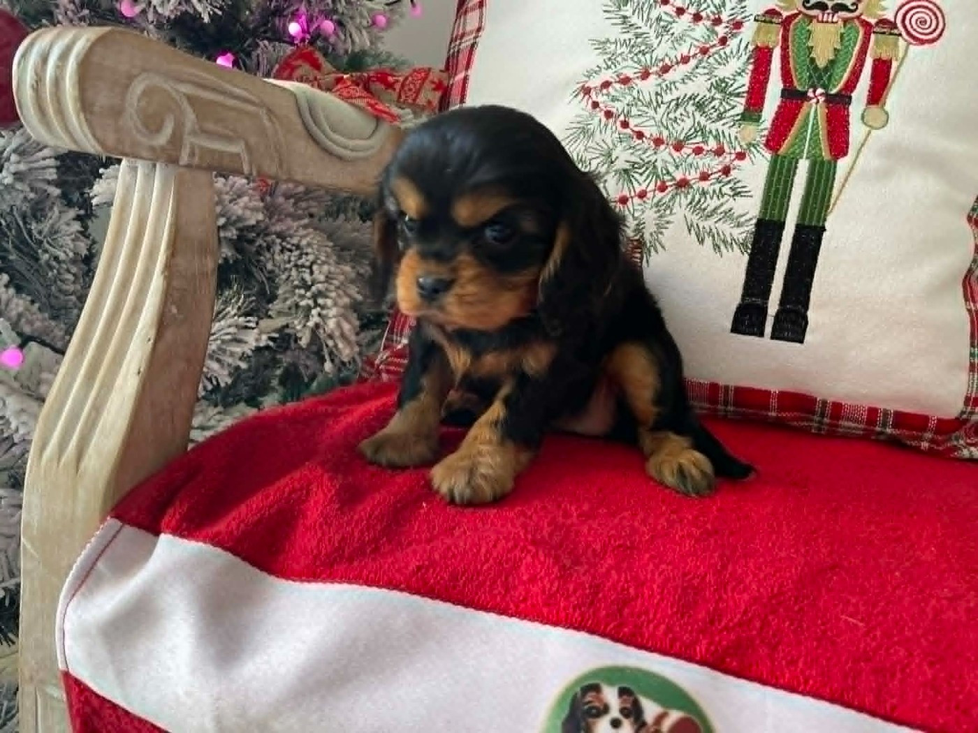 des brandes de beaulieu - Chiots disponibles - Cavalier King Charles Spaniel