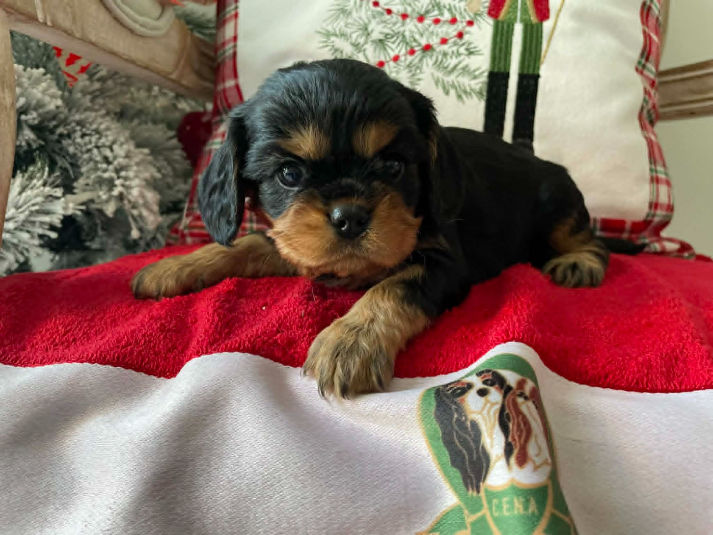 des brandes de beaulieu - Chiots disponibles - Cavalier King Charles Spaniel