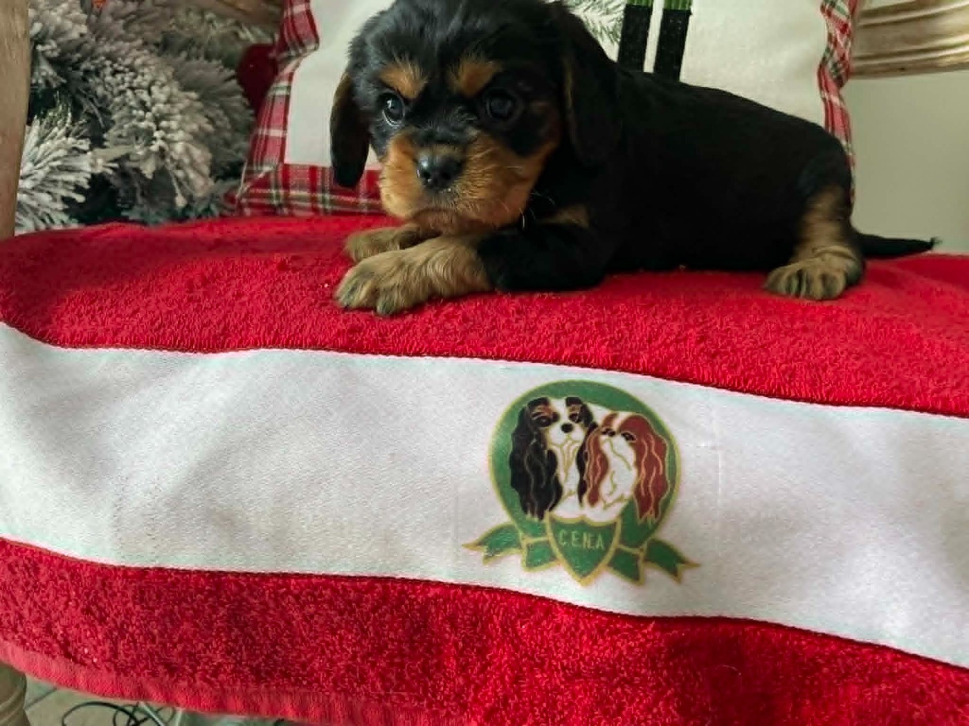 des brandes de beaulieu - Chiots disponibles - Cavalier King Charles Spaniel