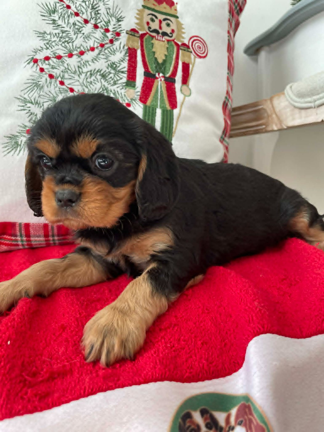 des brandes de beaulieu - Chiots disponibles - Cavalier King Charles Spaniel