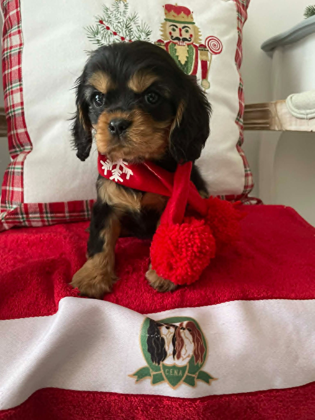 des brandes de beaulieu - Chiots disponibles - Cavalier King Charles Spaniel