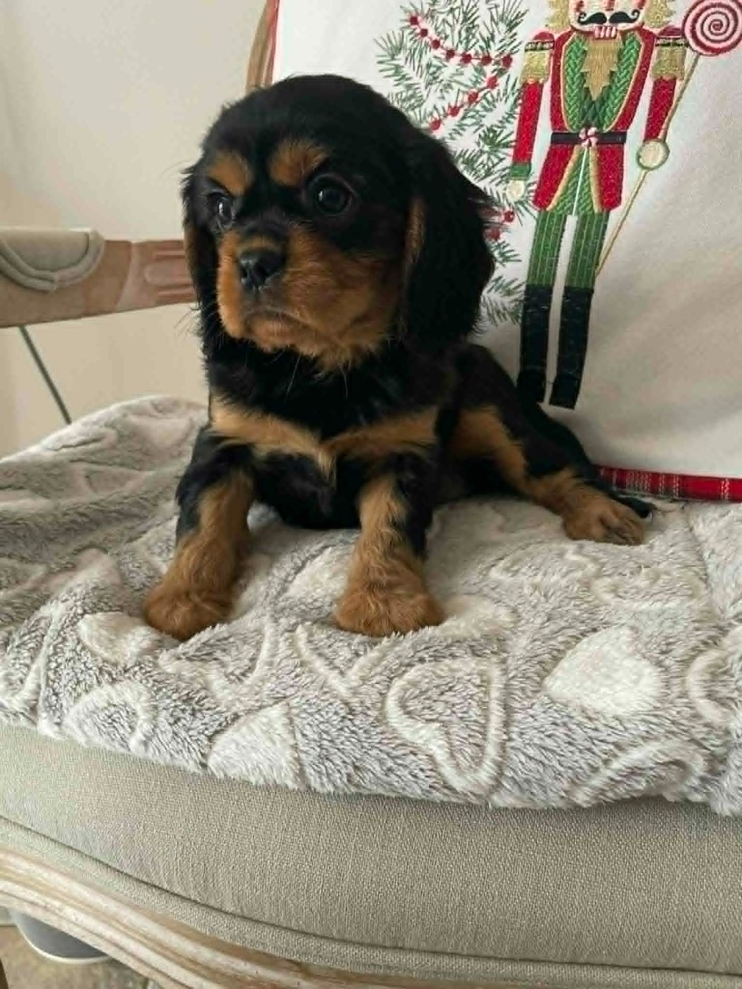 des brandes de beaulieu - Chiots disponibles - Cavalier King Charles Spaniel