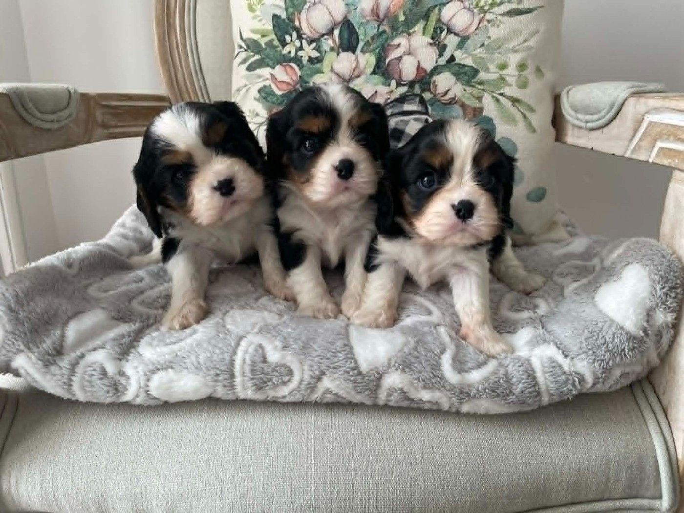 Chiot Cavalier King Charles Spaniel des brandes de beaulieu