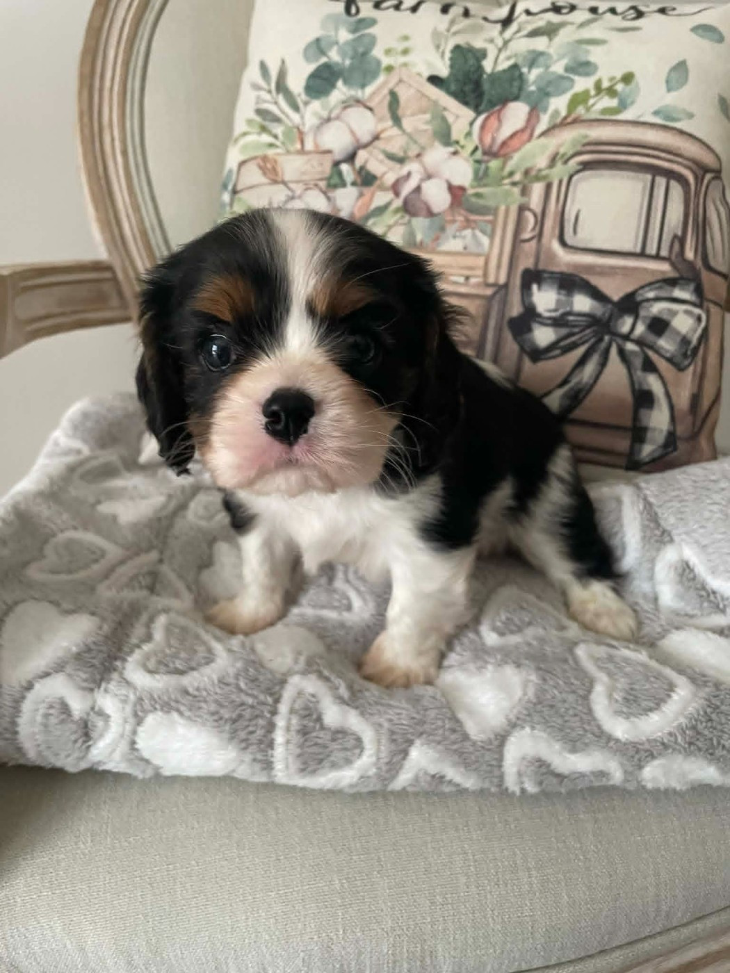 des brandes de beaulieu - Chiots disponibles - Cavalier King Charles Spaniel