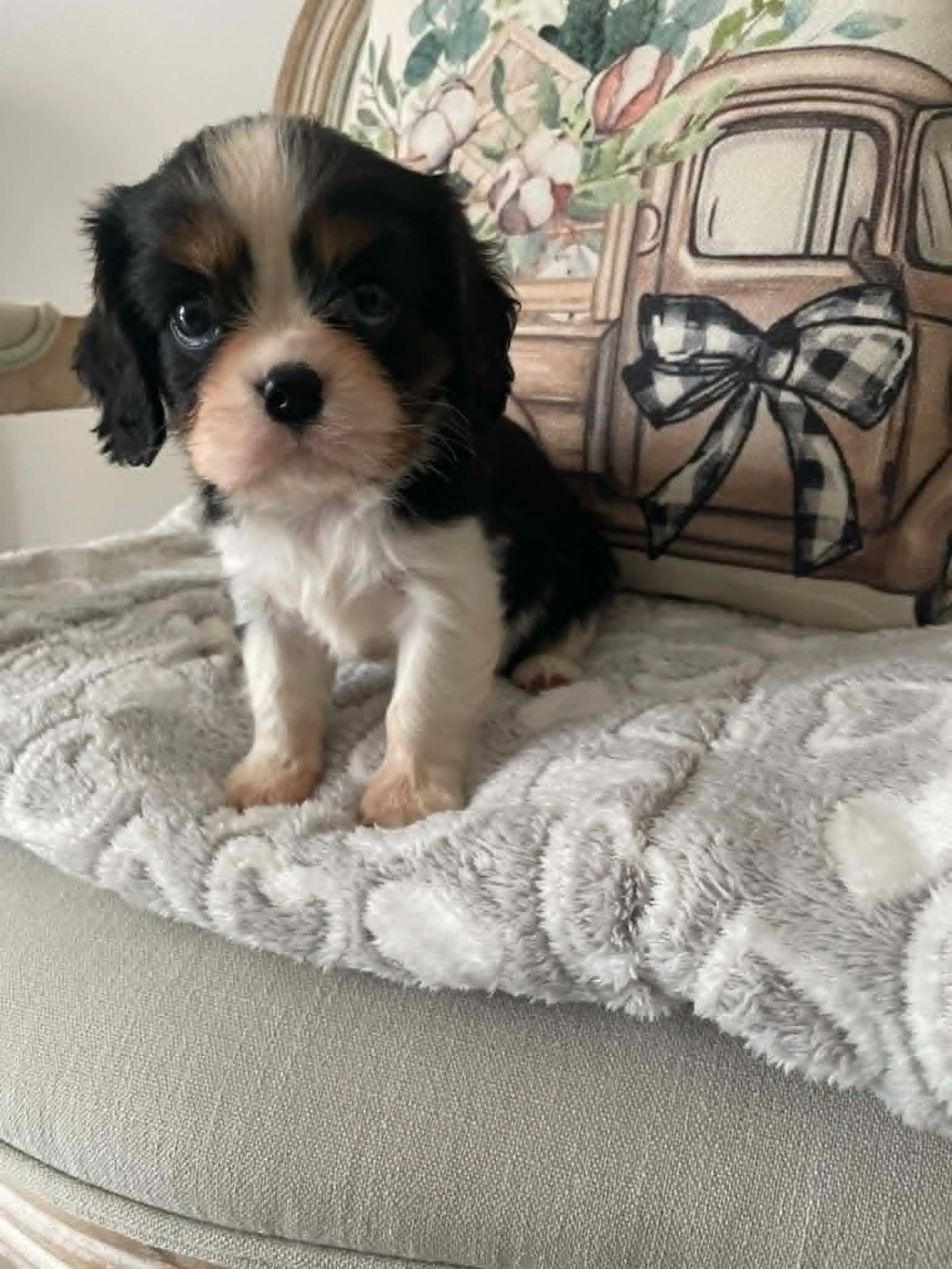 des brandes de beaulieu - Chiots disponibles - Cavalier King Charles Spaniel
