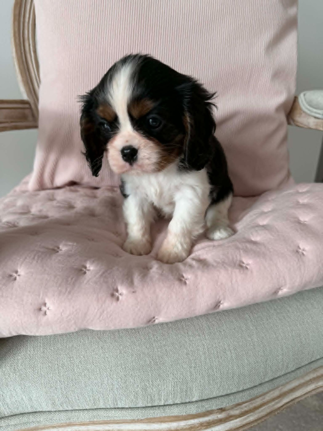 des brandes de beaulieu - Chiots disponibles - Cavalier King Charles Spaniel