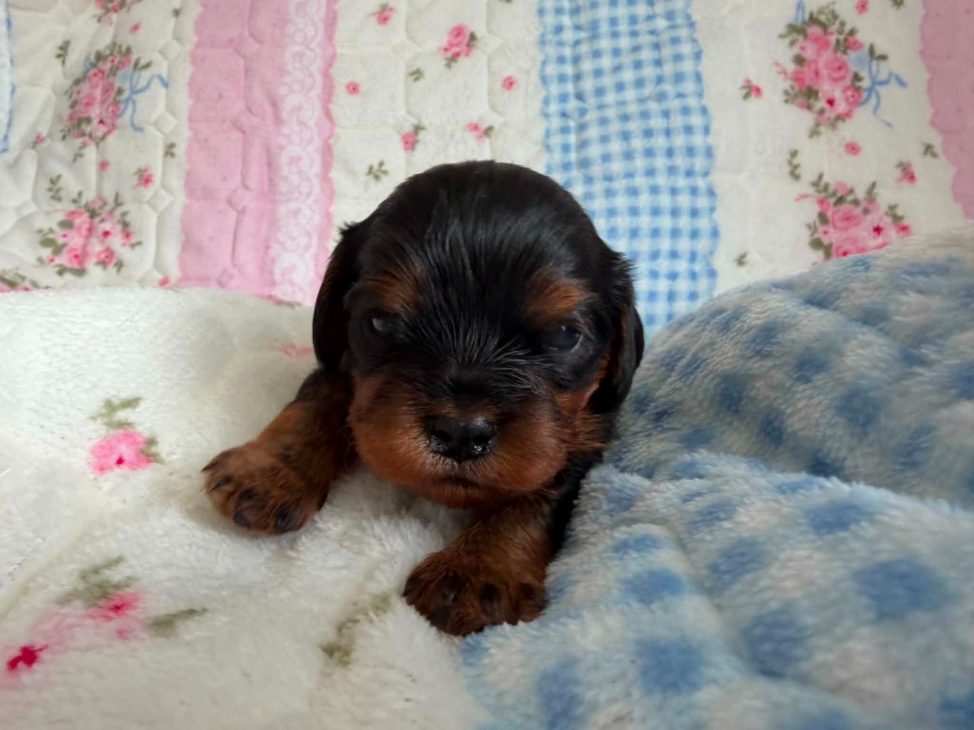 des brandes de beaulieu - Chiots disponibles - Cavalier King Charles Spaniel