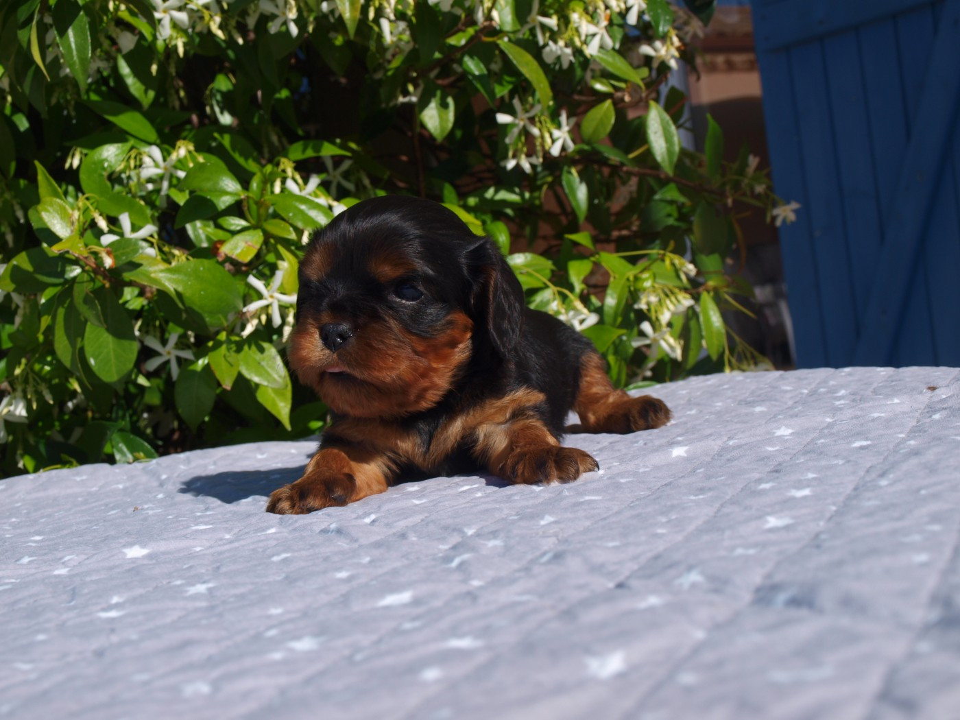 des brandes de beaulieu - Chiots disponibles - Cavalier King Charles Spaniel
